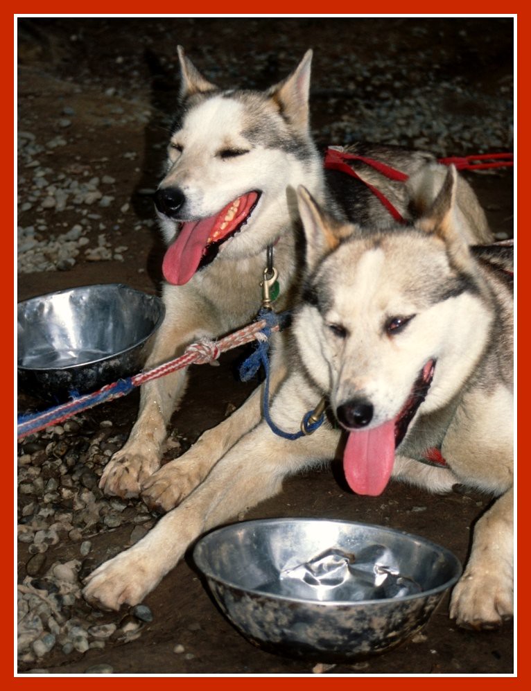 Wyprawa z psami husky